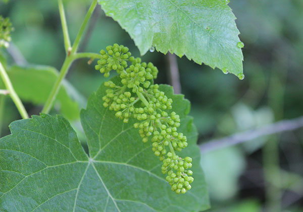 grape wild grapes leaves edible plant identification vines vine greens them plants species flowers harvest fall sour growing edibles prepare