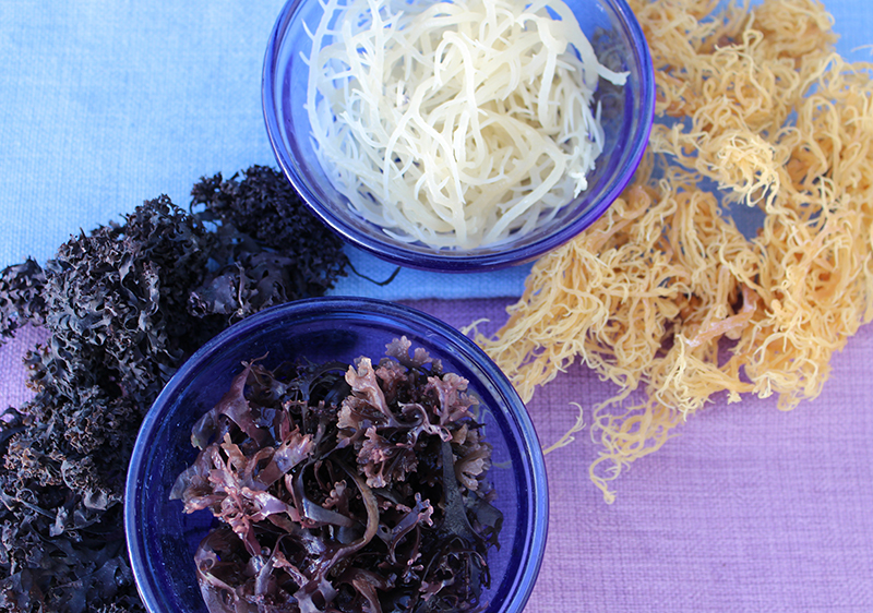 Chondrus-crispus-vs-Gracilaria-sea-moss