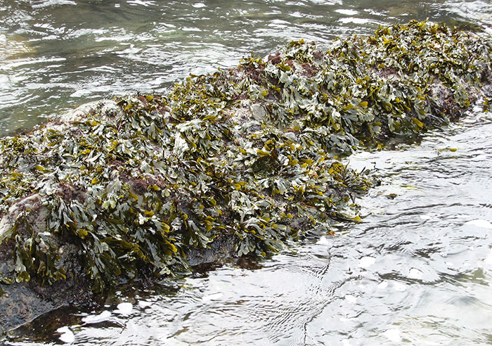 Fucus-vesiculosus-low-tide Fucus-vesiculosus-low-tide