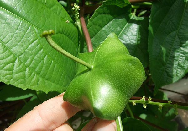 Plukenetia-volubilis