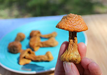 agaricus-blazei-related-pages