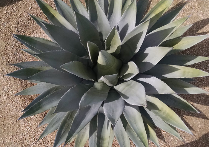 agave-plant-species agave-plant-species