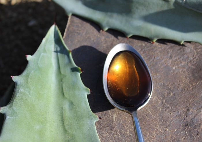 agave-sweetener-controversy agave-sweetener-controversy