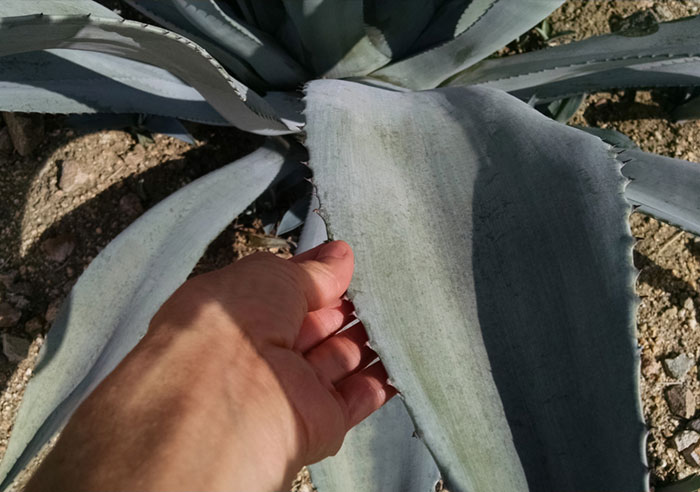 agave-sweetener-plant-high-fructose agave-sweetener-plant-high-fructose