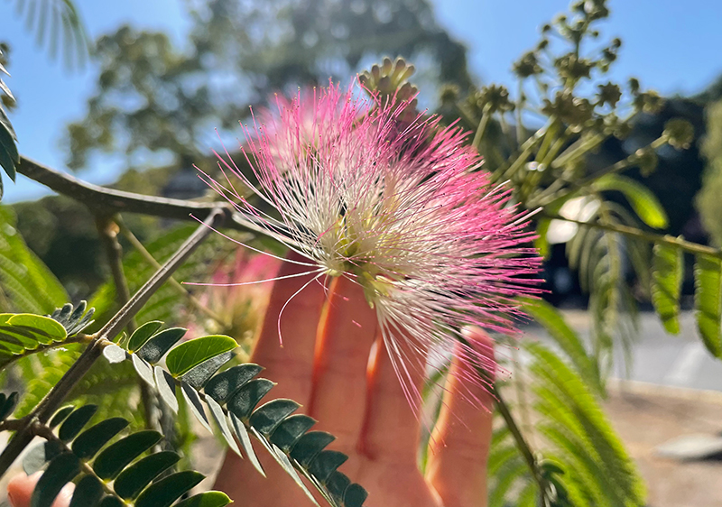 albizia-flower-benefits