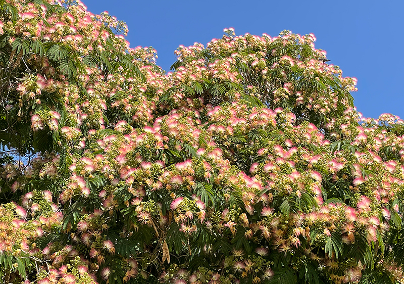 albizia-mimosa-silk-tree