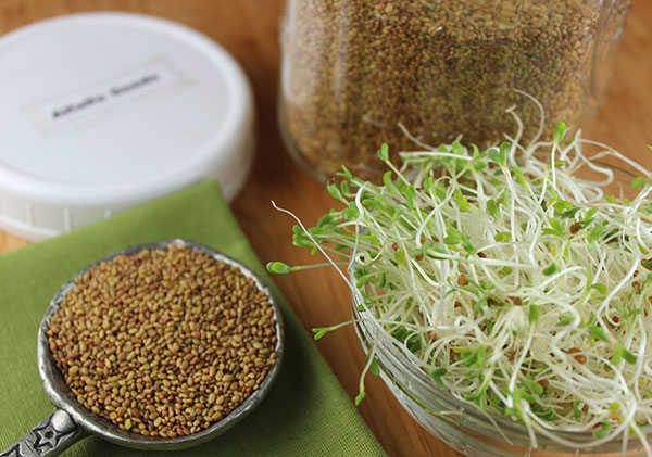 alfalfa-sprout-seeds-organic alfalfa-sprout-seeds-organic