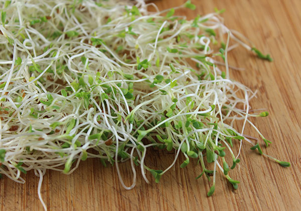 alfalfa-sprouts-nutrition-benefits alfalfa-sprouts-nutrition-benefits