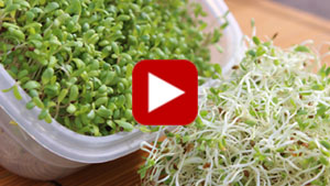alfalfa-sprouts-vid