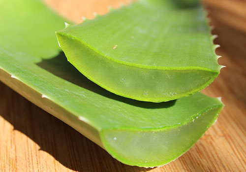 Aloe Vera Benefits As A Nutritious Dietary Superfood