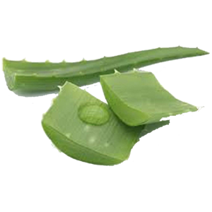 aloe-leaf-2-nature-earth