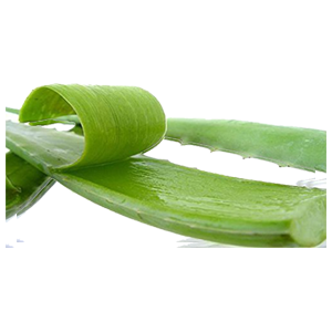 aloe-leaf-fat-2