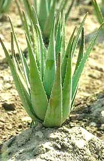 aloe-vera-benefits-barbadensis-miller