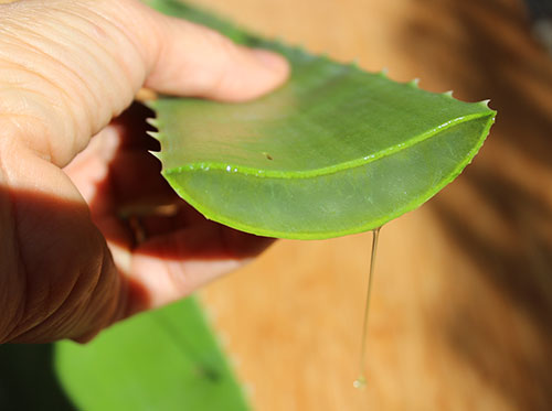 aloe-vera-fresh