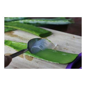 aloe-vera-leaves-3lbs