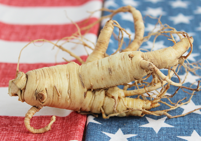 american-ginseng-root american-ginseng-root