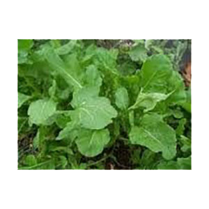 arugula-seeds-bulk-amazon