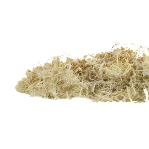 astragalus-ground-root-mountain-rose