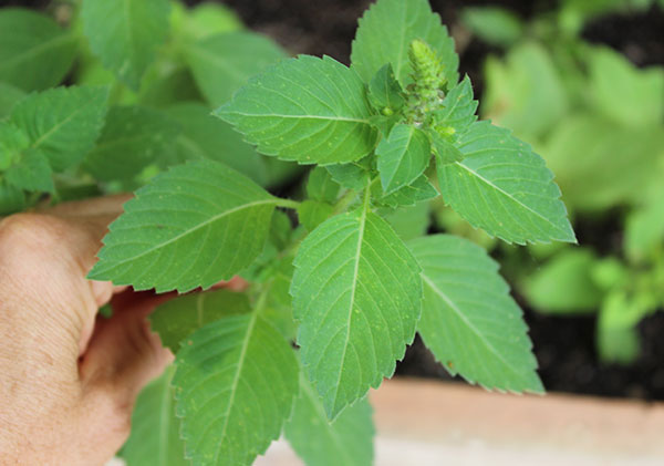 ayurvedic-herbs-tulsi-leaf-tea ayurvedic-herbs-tulsi-leaf-tea