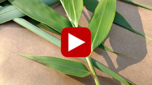 bamboo-tea-and-extracts-thumbnail