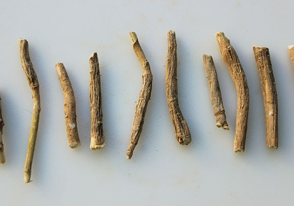 benefits-of-ashwagandha-roots benefits-of-ashwagandha-roots