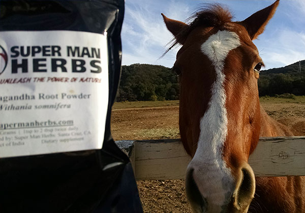 benefits-of-ashwagandha-strength-of-a-horse