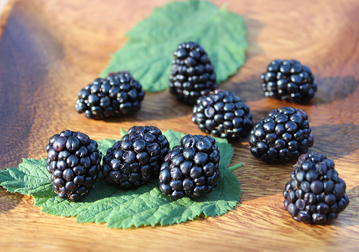 benefits-of-blackberries-rubus-species