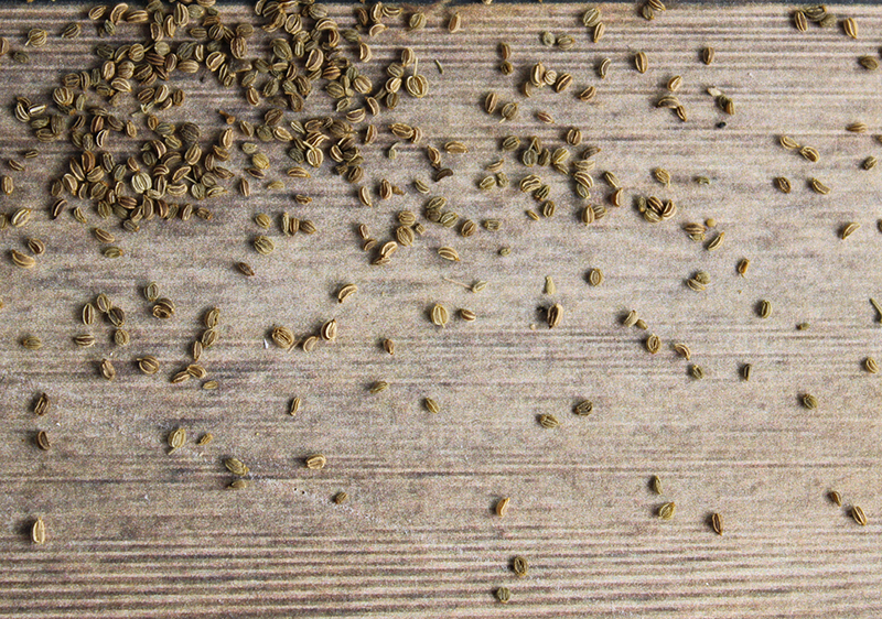 benefits-of-celery-seed benefits-of-celery-seed