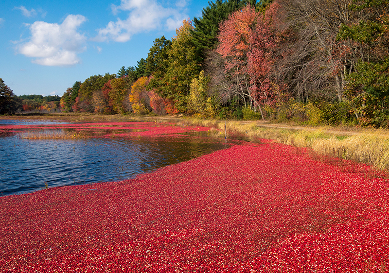 benefits-of-cranberry-bog-superfruit