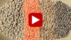 benefits-of-eating-lentils-vid