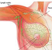 benefits-of-fenugreek-breast-health benefits-of-fenugreek-breast-health