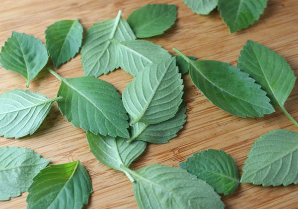 benefits-of-holy-basil-tusli-leaves benefits-of-holy-basil-tusli-leaves