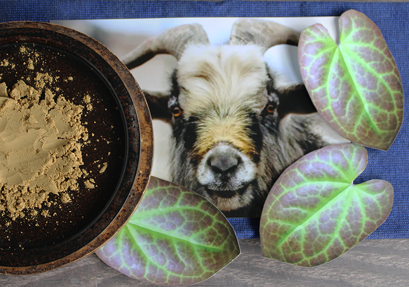 benefits-of-horny-goat-weed- benefits-of-horny-goat-weed-