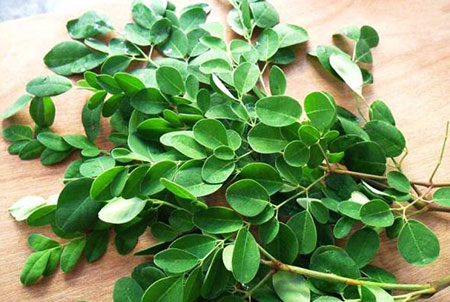 benefits-of-moringa-fresh-harvest