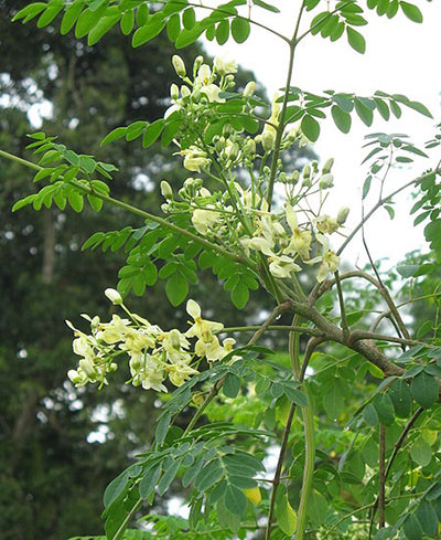 benefits-of-moringa-tree benefits-of-moringa-tree