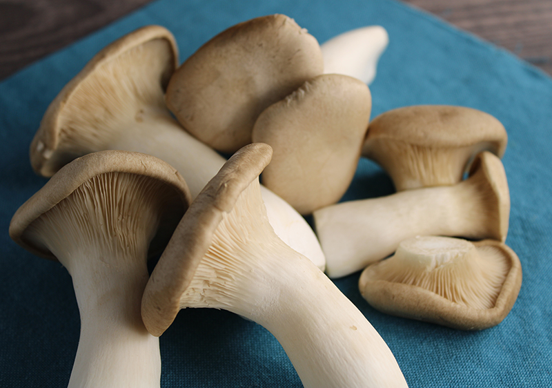 benefits-of-oyster-mushroom benefits-of-oyster-mushroom
