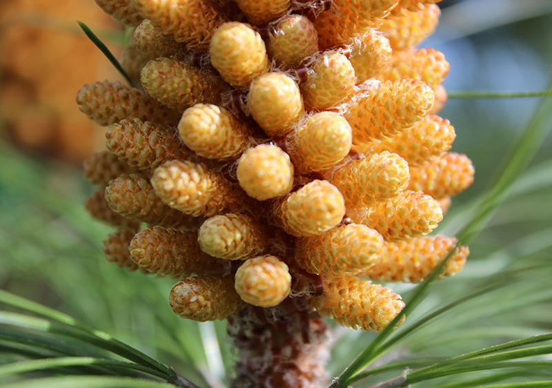 benefits-of-pine-pollen benefits-of-pine-pollen