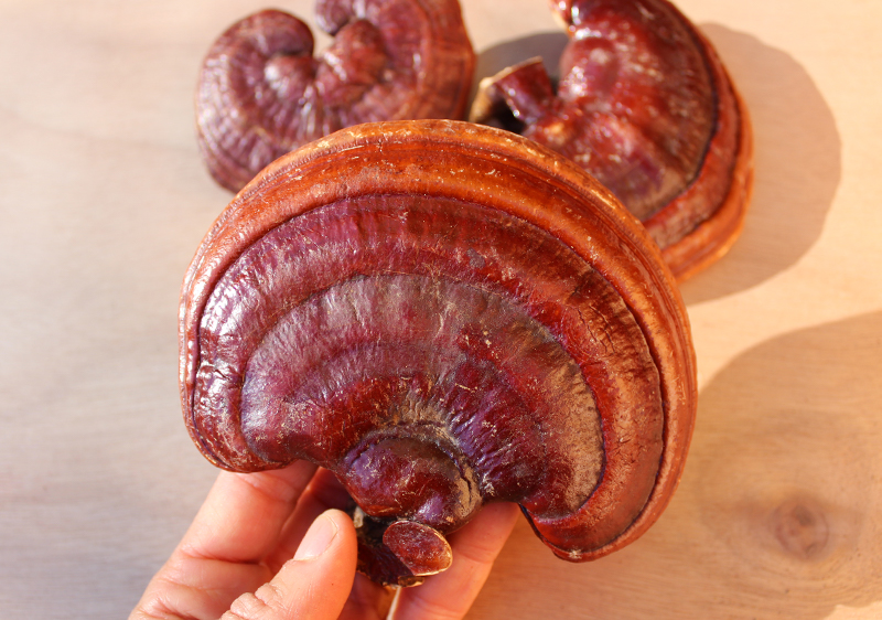 benefits-of-reishi-mushroom benefits-of-reishi-mushroom
