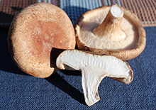 benefits-of-shiitake-mushrooms-related-pages