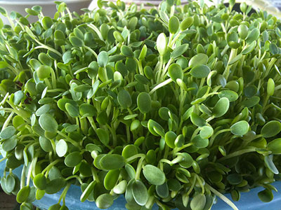 benefits-of-sprouts-cl-sprouts benefits-of-sprouts-cl-sprouts