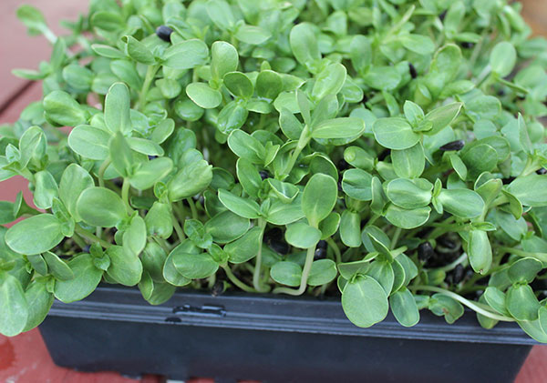 beneftis-of-sprouts-tray-soil-medium beneftis-of-sprouts-tray-soil-medium