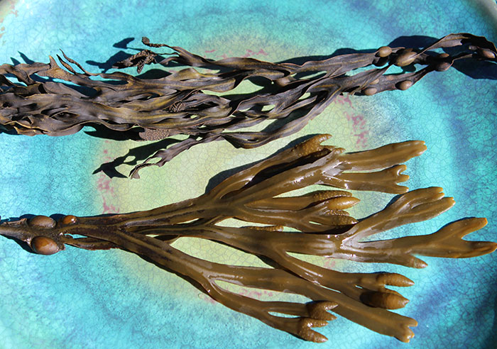 bladderwrack-fucus-seaweed-dried-fresh bladderwrack-fucus-seaweed-dried-fresh