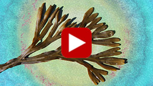bladderwrack-seaweed-vid