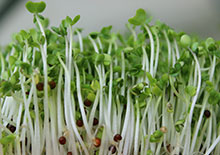 broccoli-seeds-related-pages