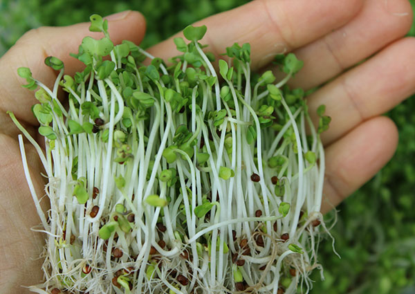 SPROUTING BROCCOLI  Significado, definição em Dicionário