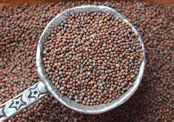 broccoli-sprouts-benefits-broccoli-seeds