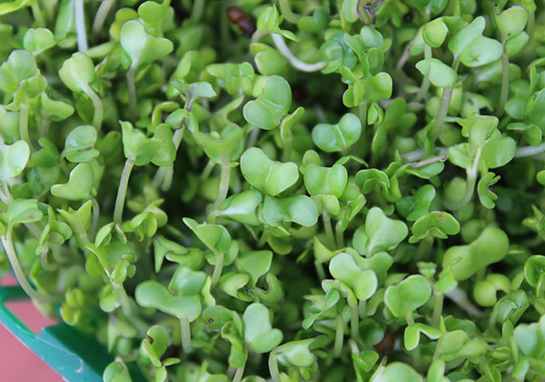 SPROUTING BROCCOLI  Significado, definição em Dicionário