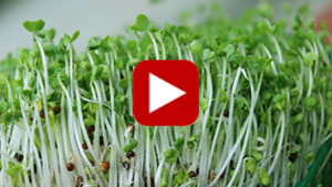 broccoli-sprouts-vid