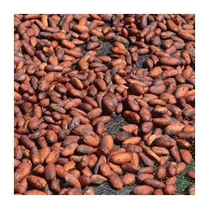 cacao-beans-terrasoul