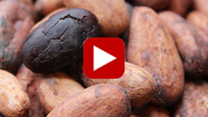 cacao-beans-vid